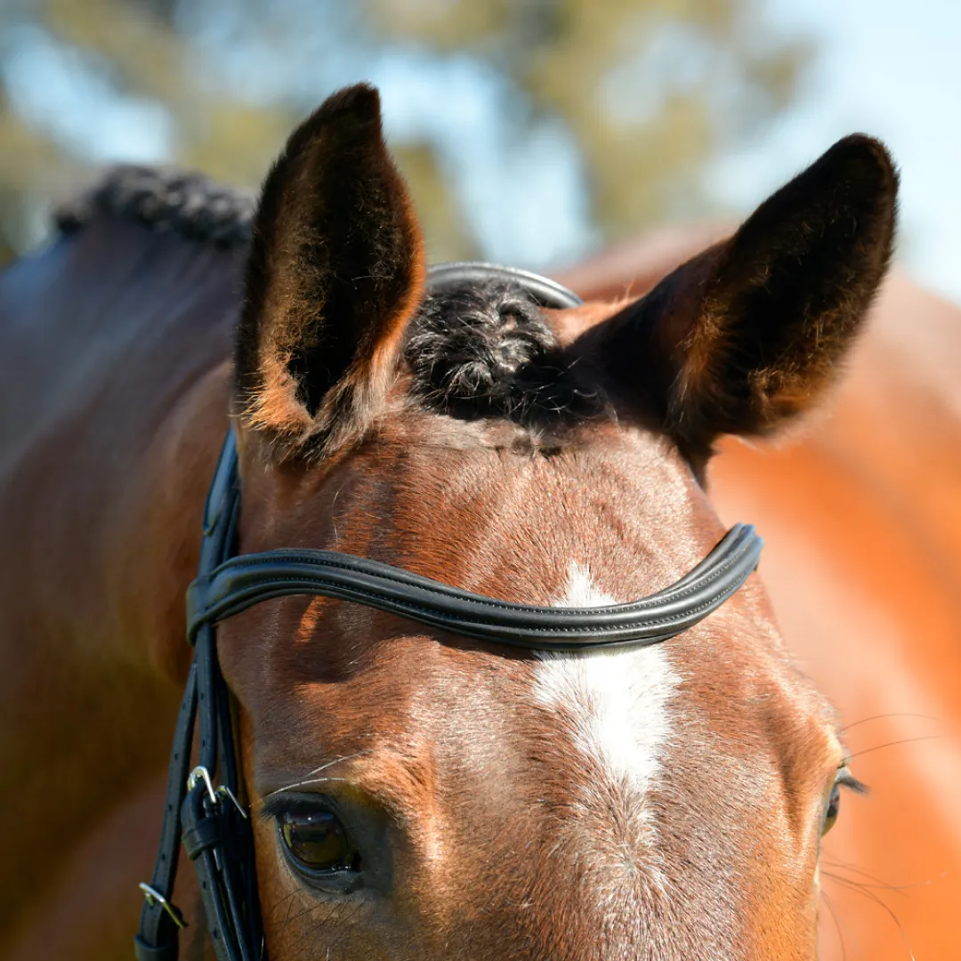 Collegiate Comfitec Opulux Plain Padded Hanoverian Flash Bridle