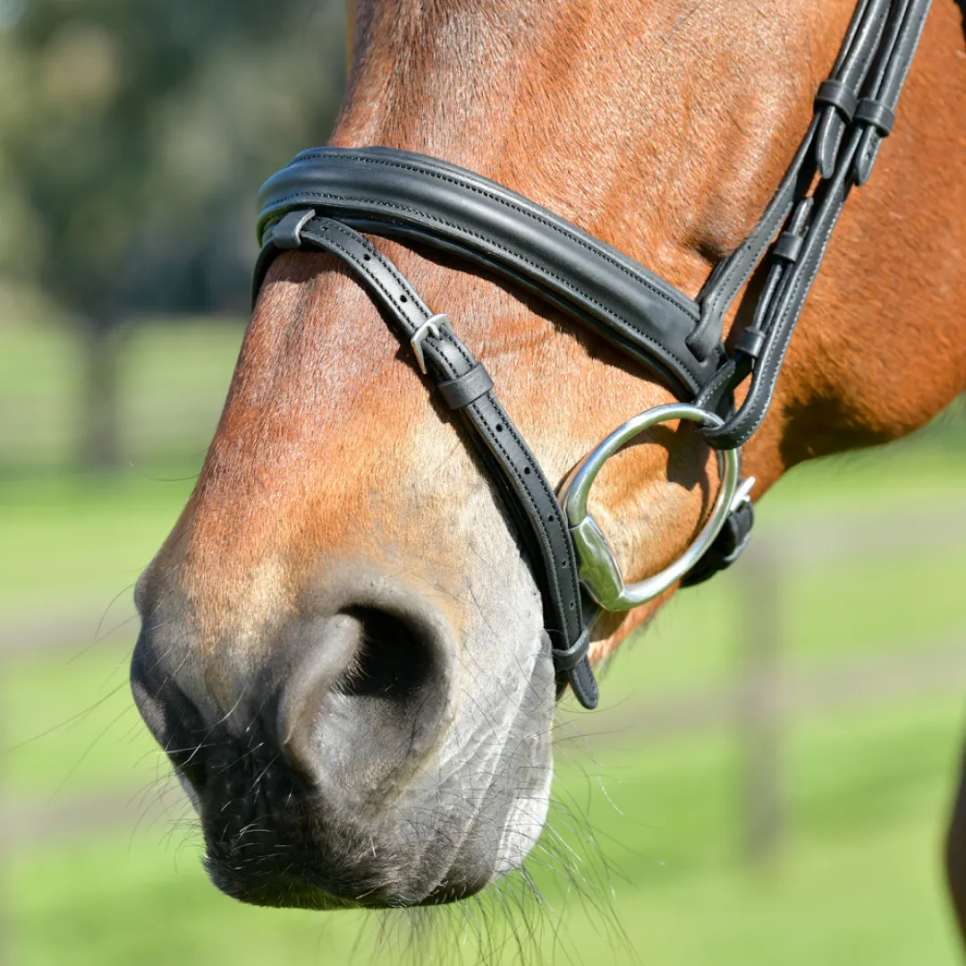 Collegiate Comfitec Opulux Plain Padded Hanoverian Flash Bridle