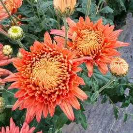 Coral Cavalier Chrysanthemum - Wholesale Pack