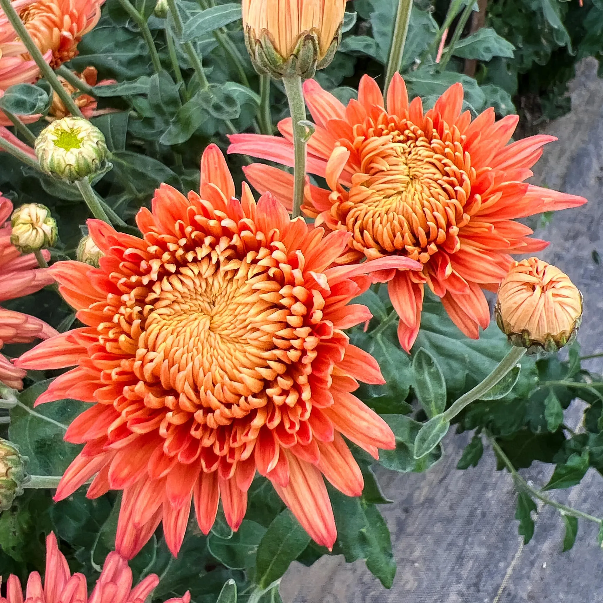 Coral Cavalier Chrysanthemum - Wholesale Pack