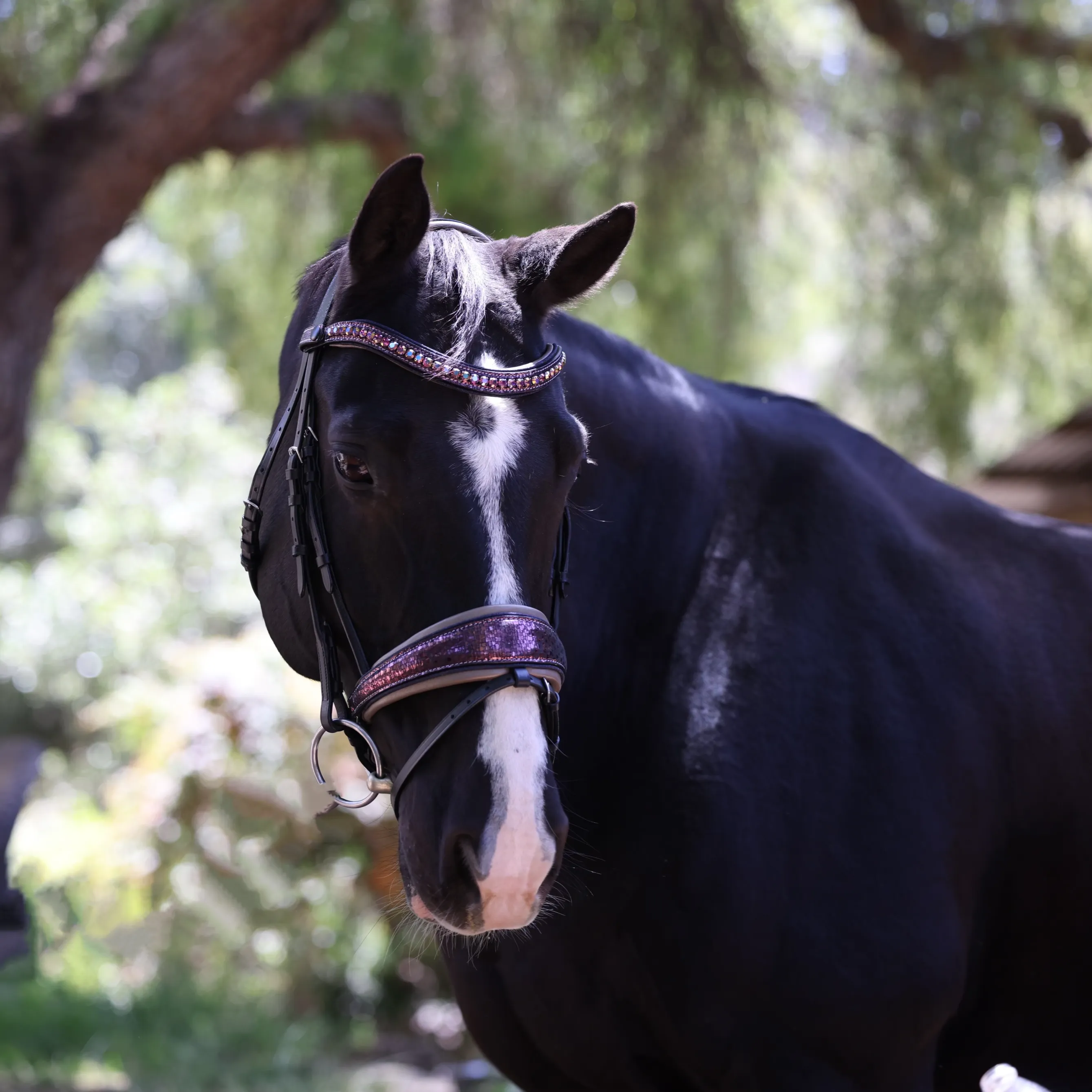 Limited Edition Cosmopolitan Snaffle Bridle