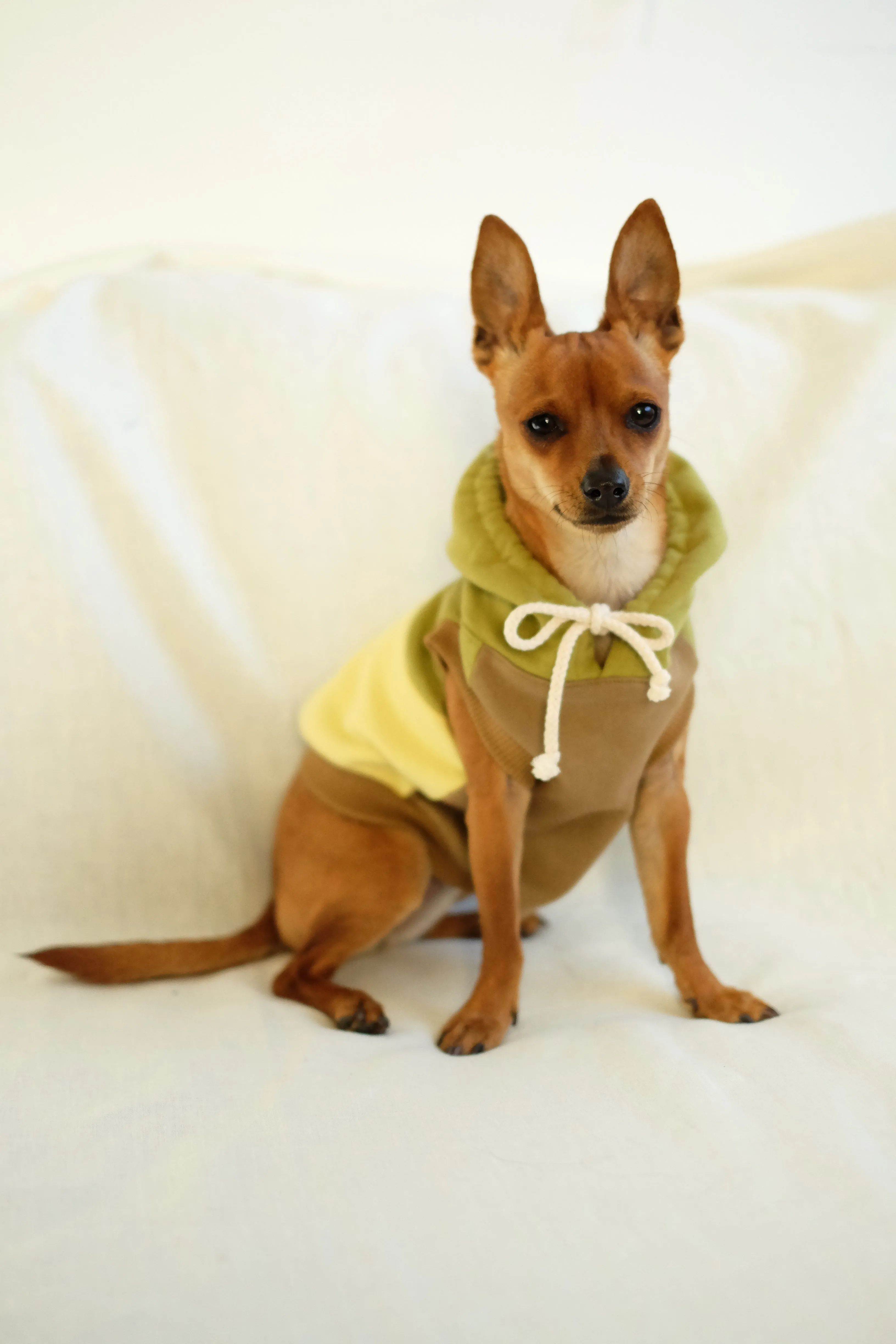 mischa dog hoodie in matcha latte