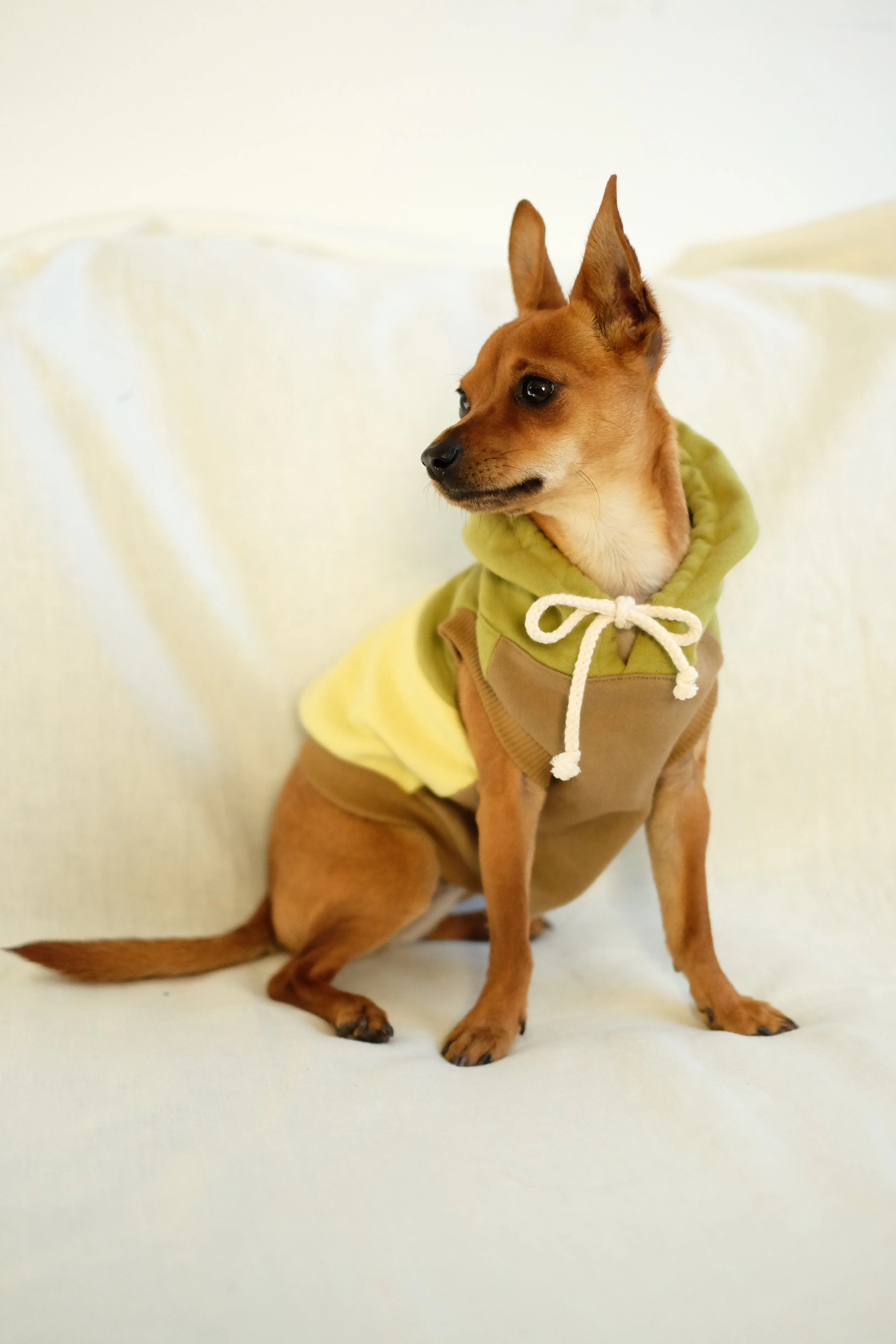 mischa dog hoodie in matcha latte